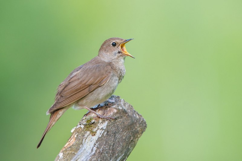 Соловей (Luscinia Luscinia)