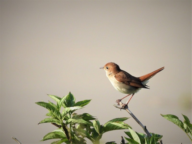 Соловей (Luscinia Luscinia)