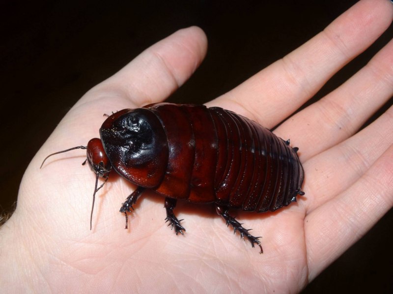 Таракан-носорог (Macropanesthia Rhinoceros)
