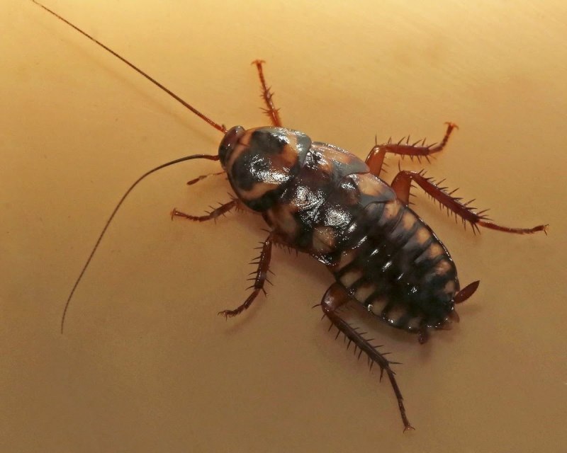 Elliptorhina javanica