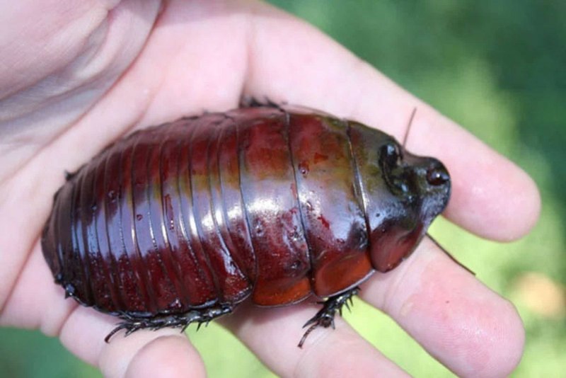 Таракан Megaloblatta longipennis