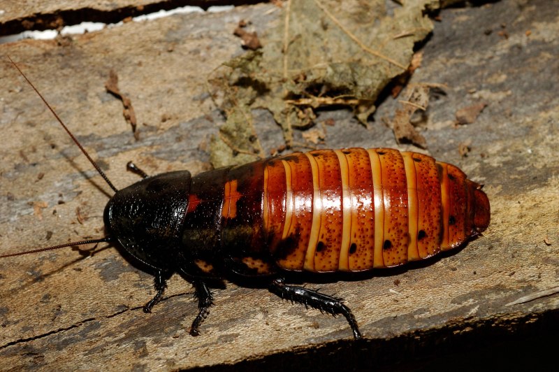 Таракан Gromphadorhina oblongonota