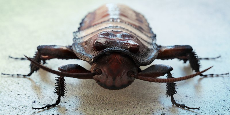Жук Megasoma Elephas