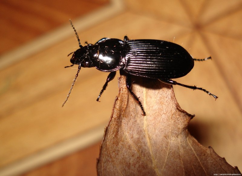 Gromphadorhina oblongonata