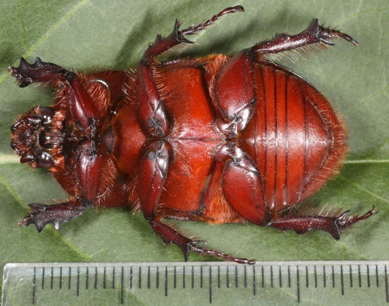 Жук-олень (Lucanus Cervus)
