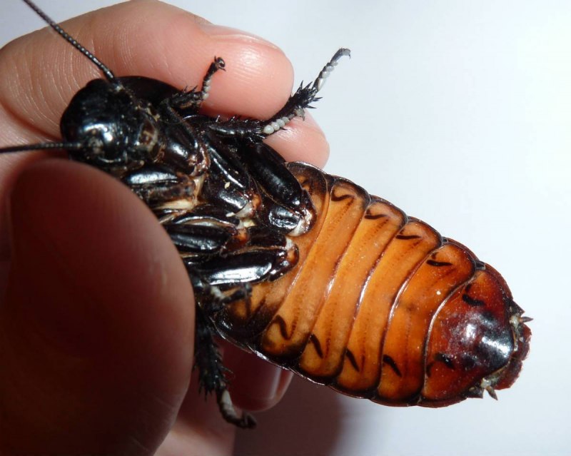 Таракан Megaloblatta blaberoides