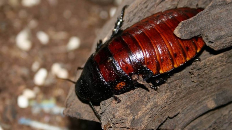 Blaberus giganteus