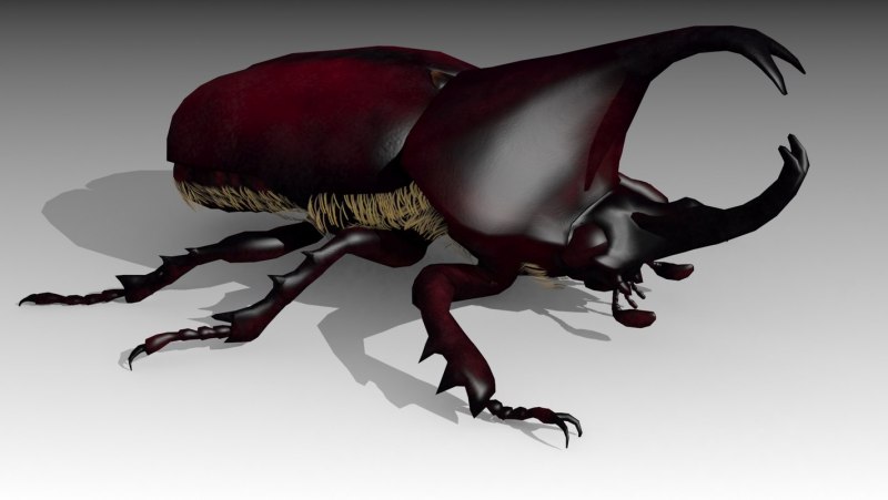 Nyctibora truncata