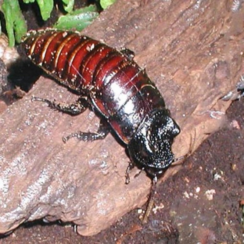 Gromphadorhina grandidieri