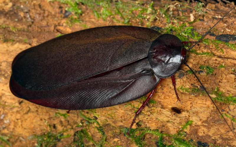 Blaberus discoidalis