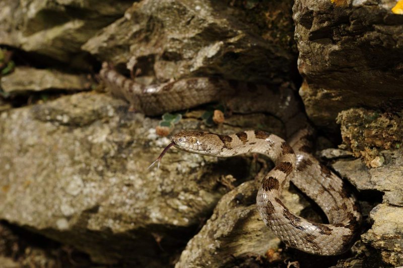 Telescopus Rhinopoma
