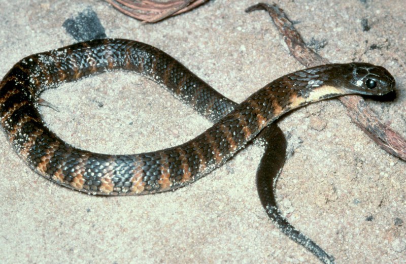 Гадюка Даревского (Darevsky’s Viper)