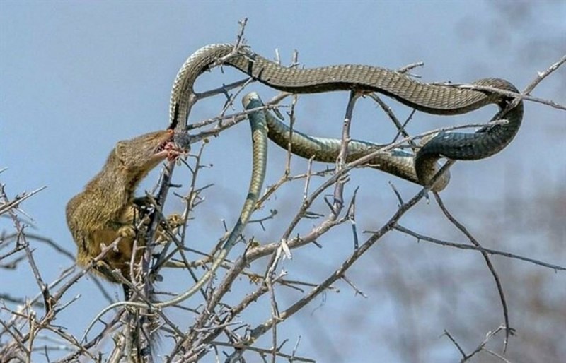 Boiga cyanea