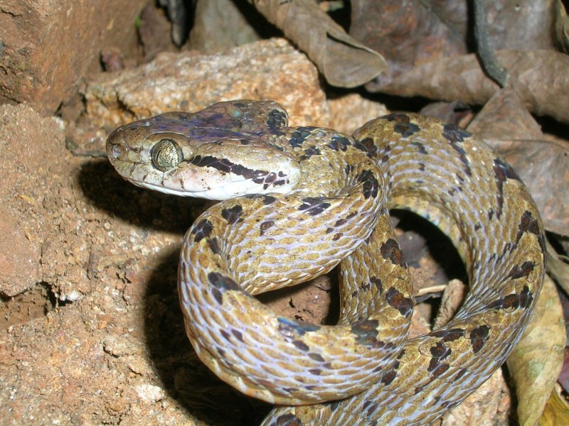 Telescopus nigriceps