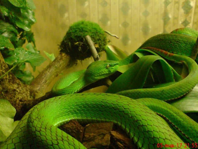 Змея imantodes cenchoa