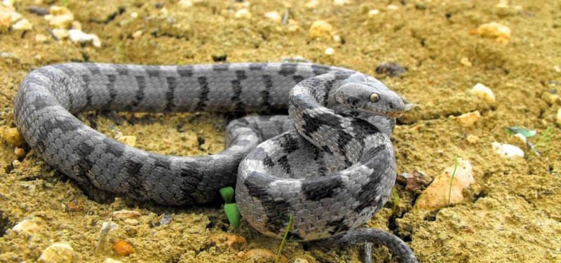 Montivipera xanthina