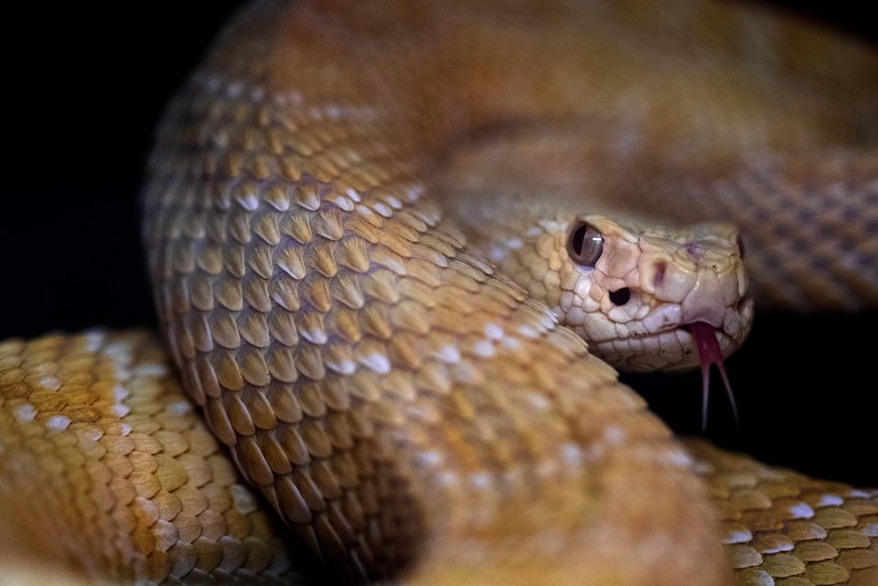 Telescopus Rhinopoma