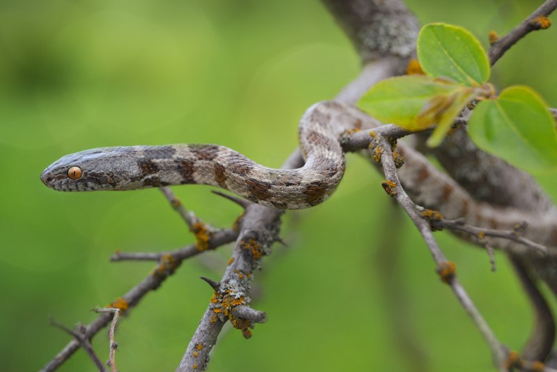 Цейлонская бойга ceylonensis