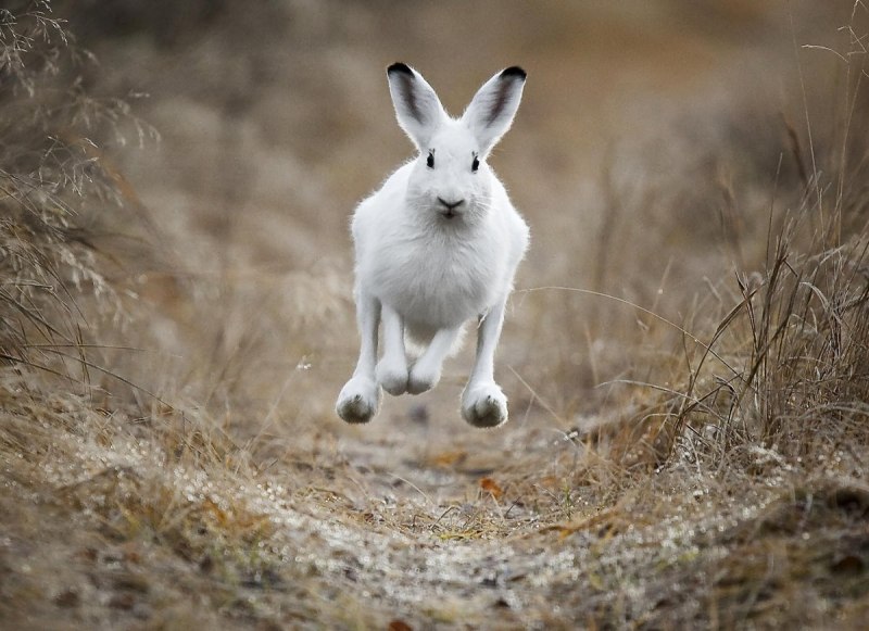 Заяц Русак (Lepus europaeus)