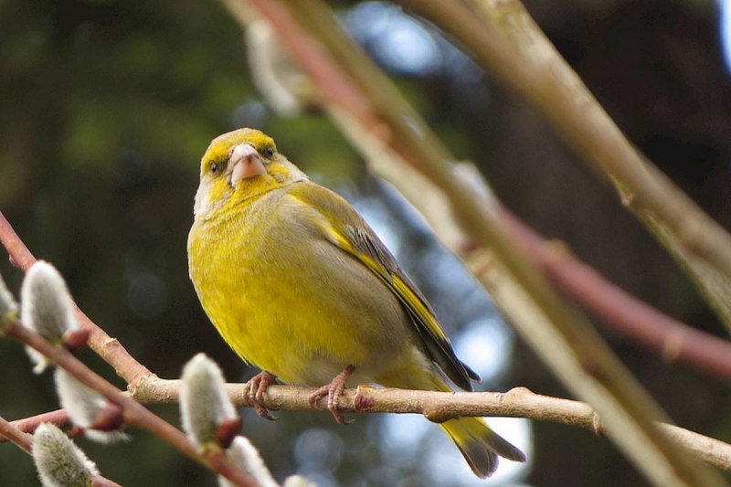 Зеленушка (Chloris Chloris)