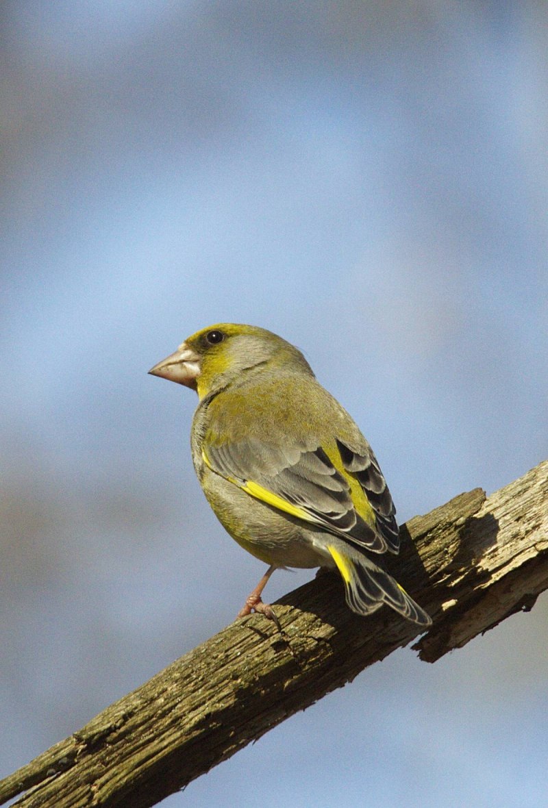 Зеленушка (Chloris Chloris)