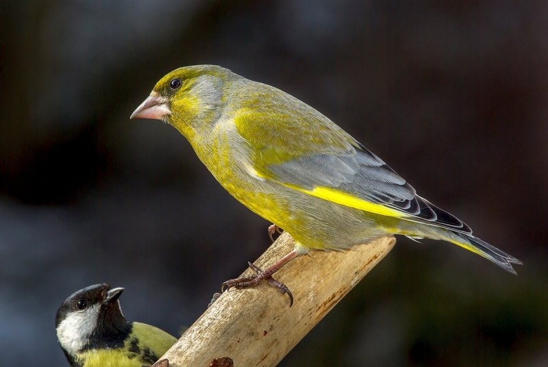 Зеленушка (Chloris Chloris)