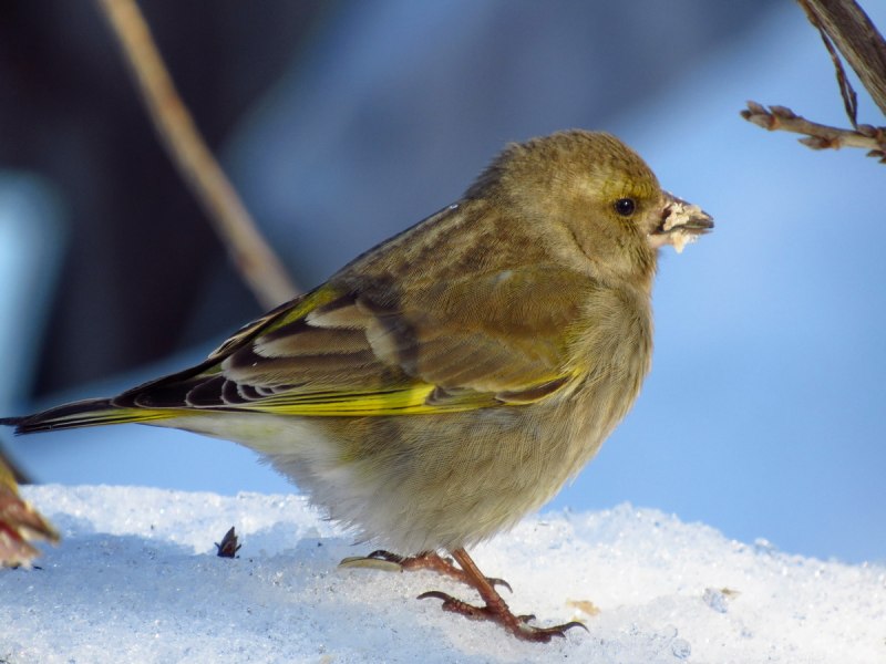 Зеленушка (Chloris Chloris)