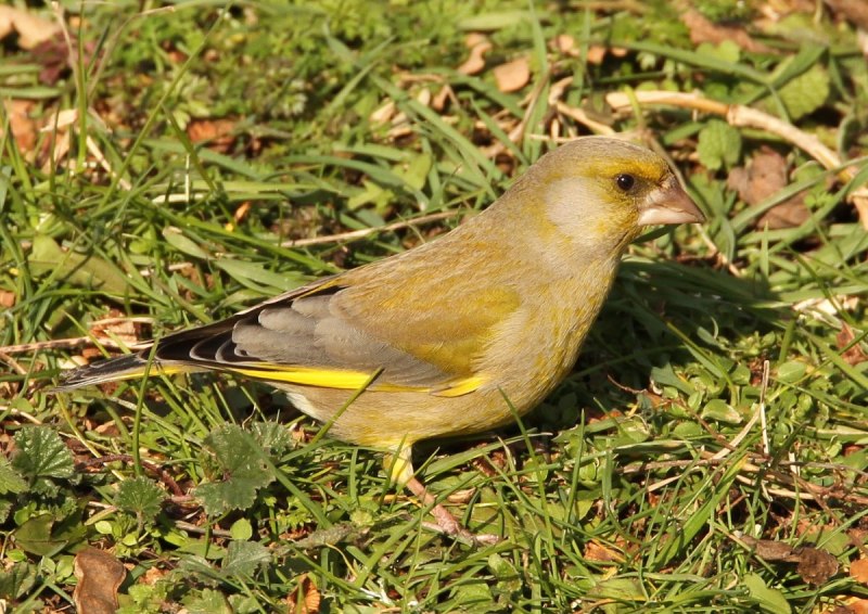 European Greenfinch птица