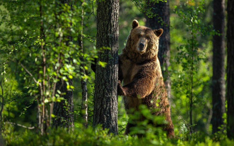 Североамериканский медведь Гризли