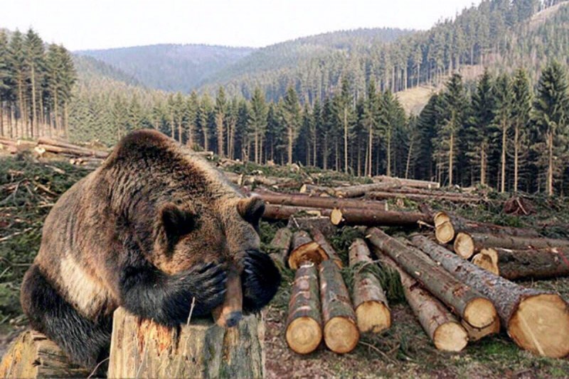 Бурый медведь Красноярского края