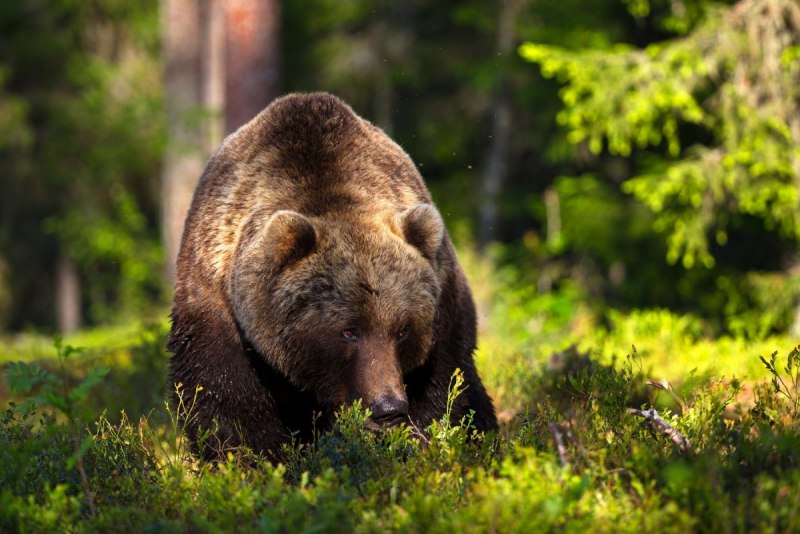 Гризли Grizzly, Гризли, медведь.