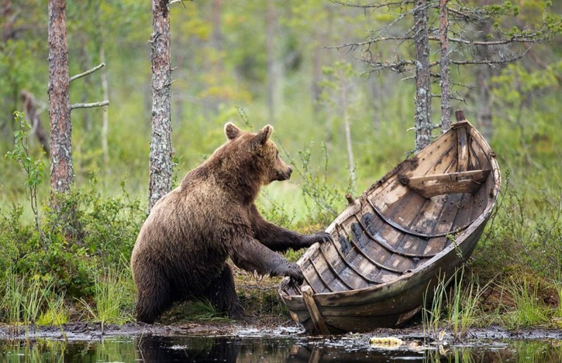 Медведь Гризли