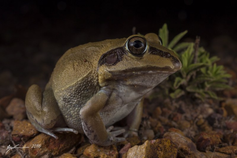 Hyla meridionalis