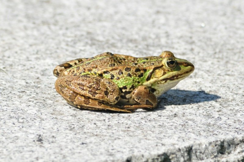 Серая жаба Bufo Bufo