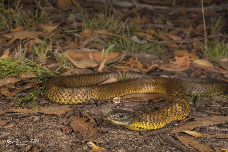 . Тигровая змея (Notechis scutatus) темная