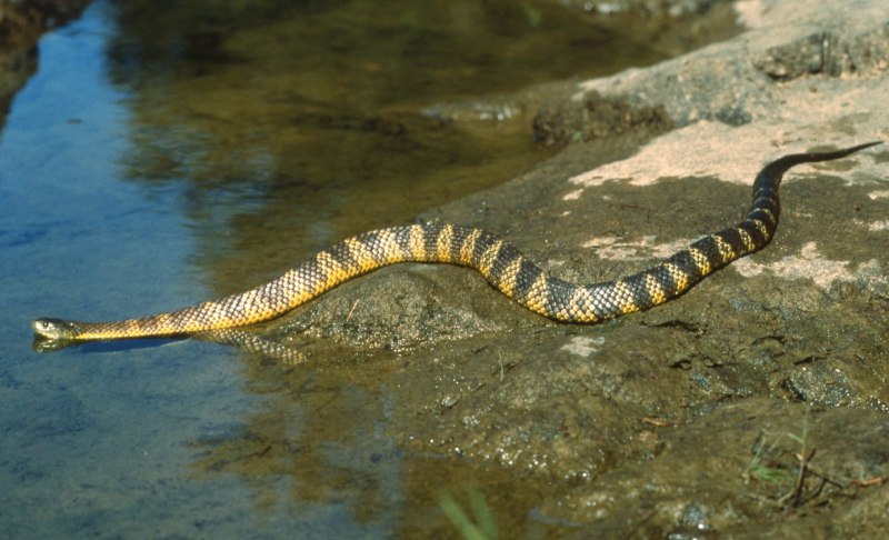 Тигровая змея (Notechis scutatus)