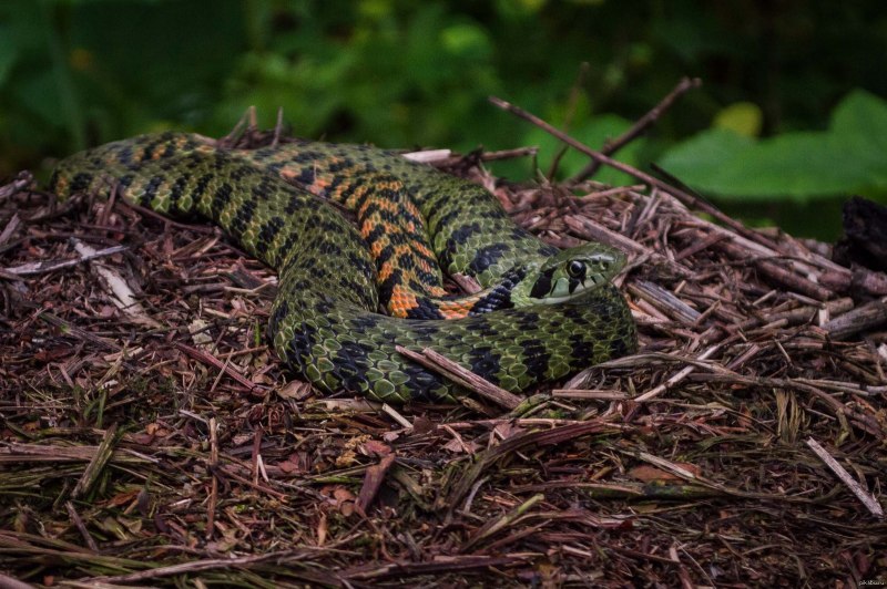 . Тигровая змея (Notechis scutatus) темная