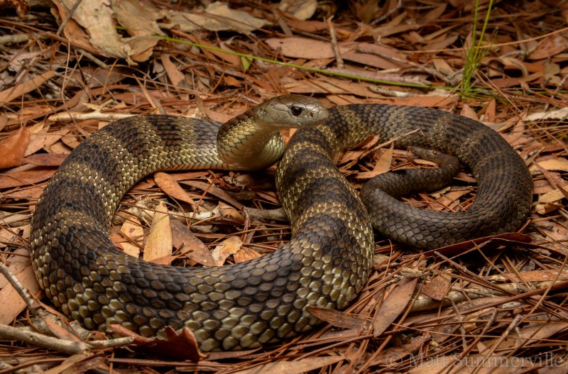Notechis scutatus