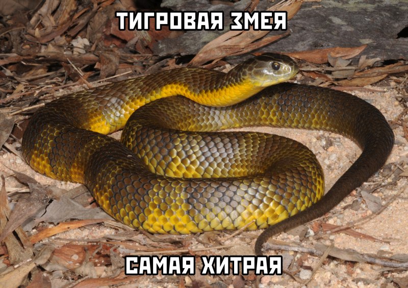 Тигровая змея