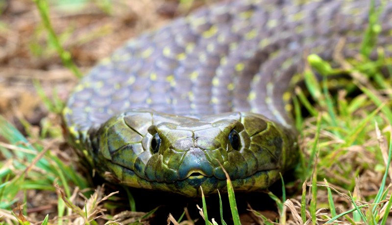 Notechis scutatus
