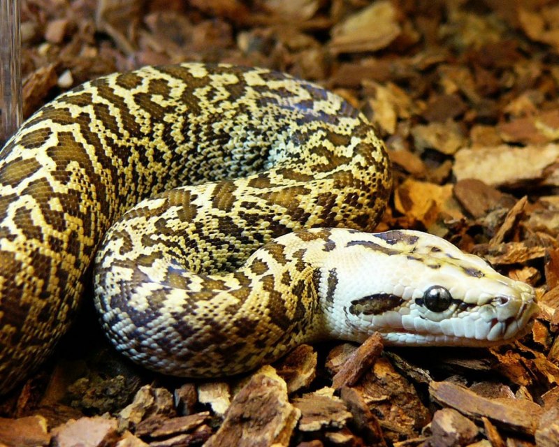 Тигровый уж Rhabdophis tigrinus