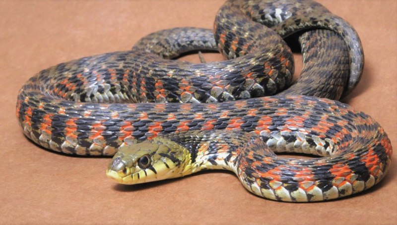 Тигровый уж Rhabdophis tigrinus