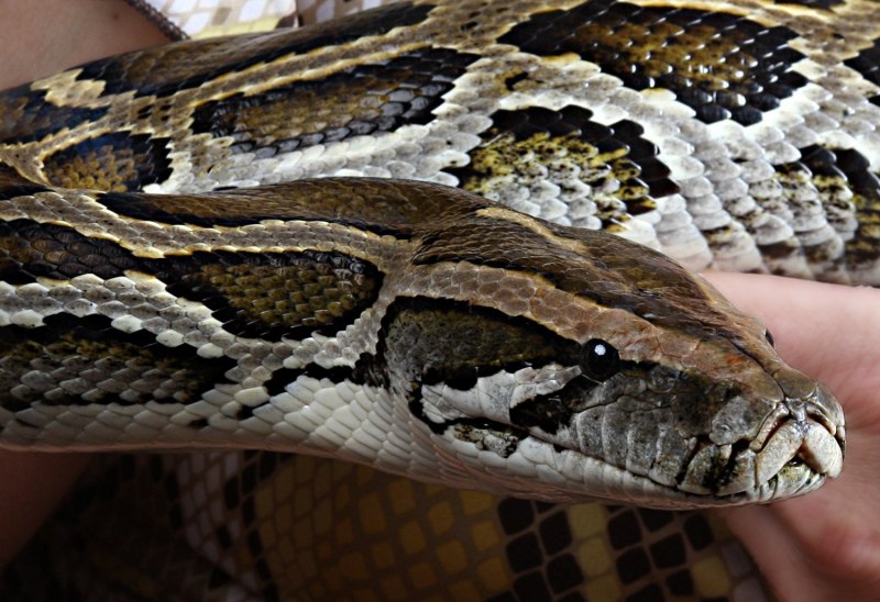 Rhabdophis tigrinus