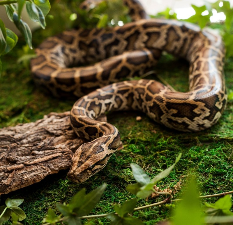 Elaphe carinata