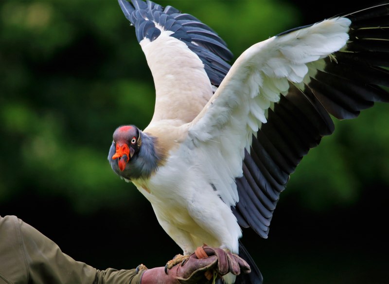 Lappet-faced Vulture
