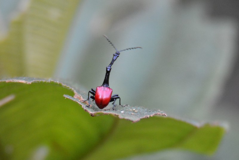 Жук Trachelophorus Giraffa