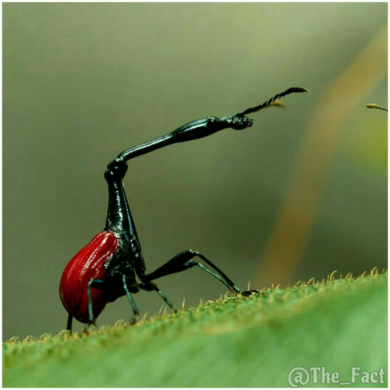 Жук Trachelophorus Giraffa