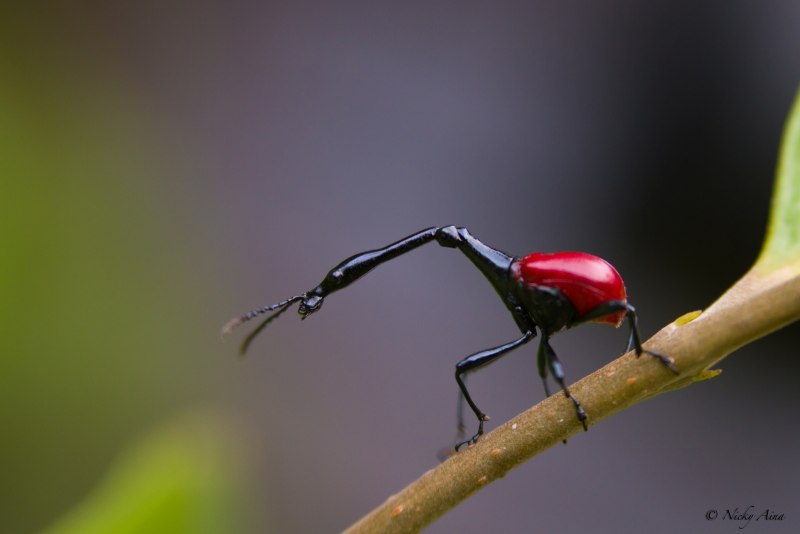 Жук Trachelophorus Giraffa