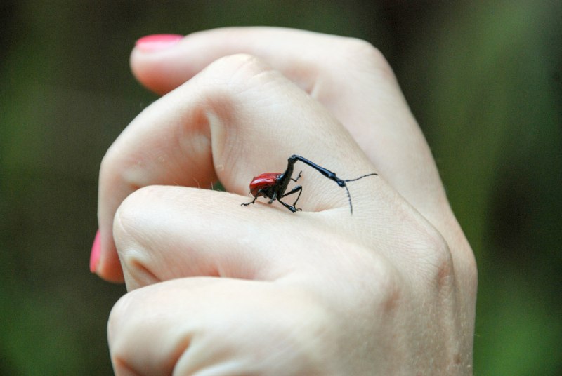 Жук Trachelophorus Giraffa