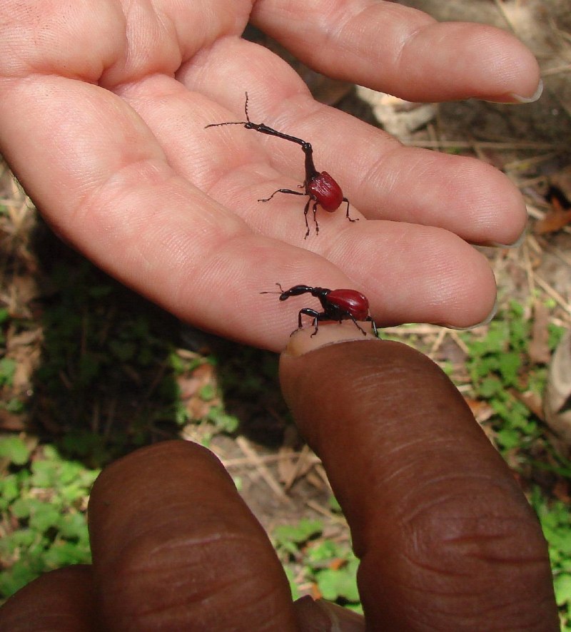 Жук Trachelophorus Giraffa